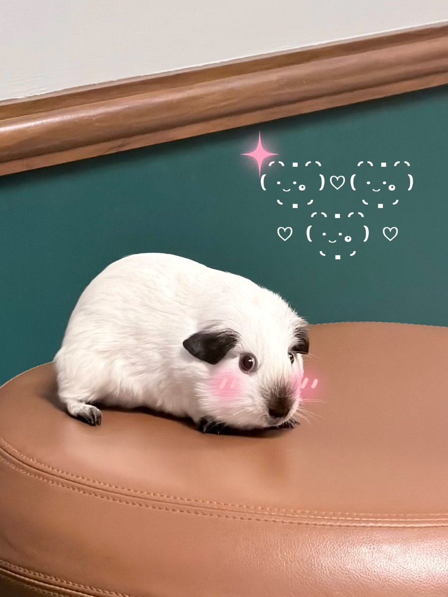 MagicLoverTH's tweet photo. Magic Lover Series พ่อมดลุ้นรัก 🔮

Q3 จี๊ด จี๊ด ~ 🐹✨

คลาดสายตาไปนิดเดียวก็เกิดเรื่องจนได้! ทำไมพริบตาถึงกลับร่างได้ล่ะเนี่ย แล้วตอนนี้วิเวียนอยู่ไหนนนน 🥲

มาสเตอร์ทำตัวไม่ถูกแล้วว ใครเจอวิเวียนฝากตามตัวมาช่วยหนูน้อยพริบตาด่วน ๆ เลยน้า ฮู้ก ~ 🦉

ด้วยรัก,
𝓜𝓪𝓼𝓽𝓮𝓻 𝓞. 🦉🪶

MAGIC LOVER Q3
#เมจิกเลิฟเวอร์Q3