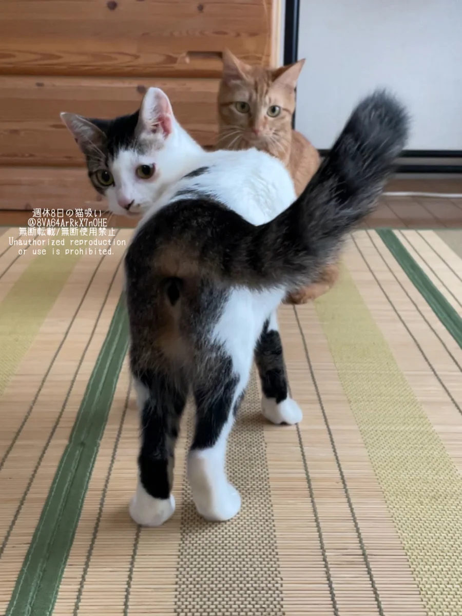 猫吸 週休8日の猫吸い (@8VA64ArRkX7nOHE) / X