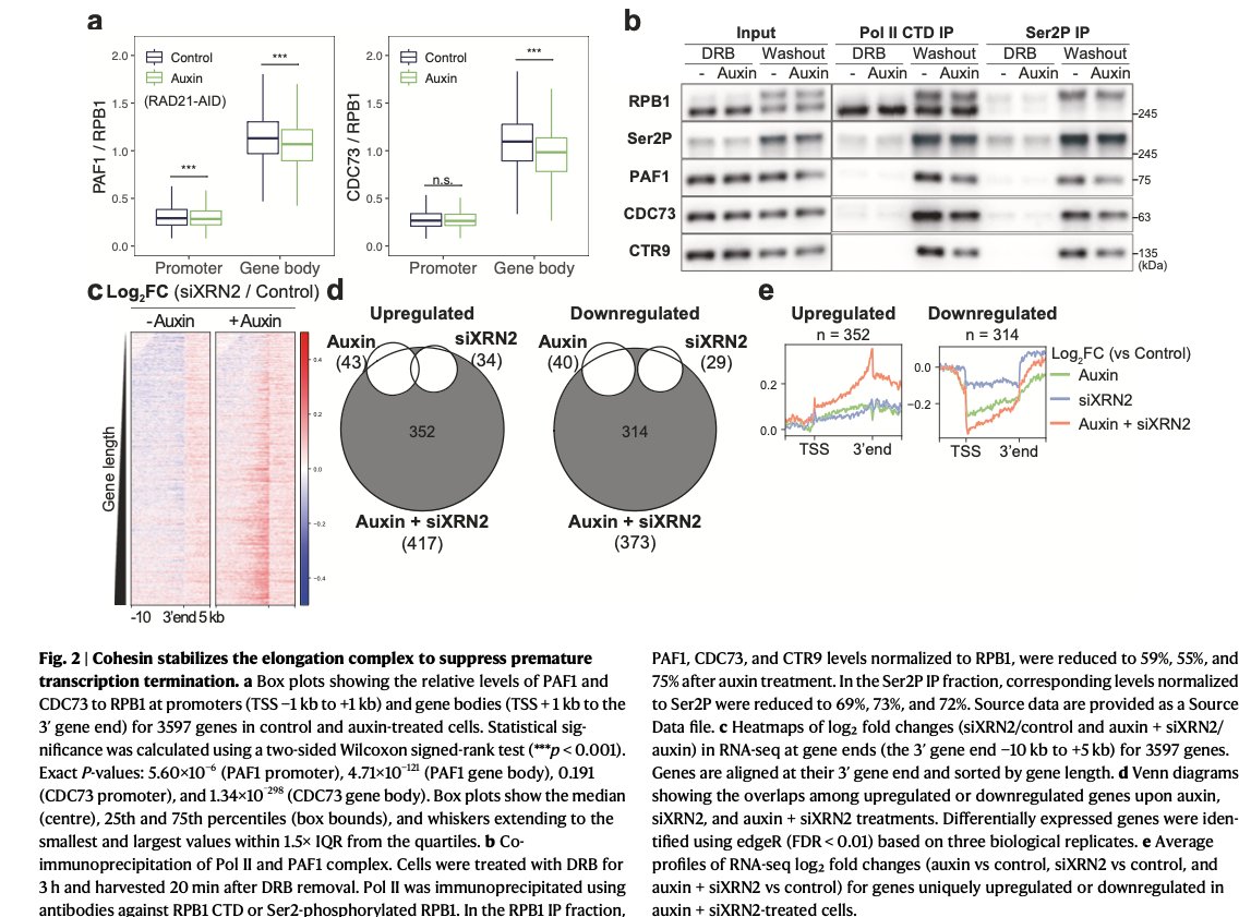 KI_CMB's tweet photo. Why does pausing matter? After cohesin removal, RNA polymerase II associated with fewer elongation factors, and we found evidence consistent with premature termination. Pausing appears to allow time to prepare for sustained elongation. Fig. 2a-e
3/4 https://t.co/EoFyfRMdey