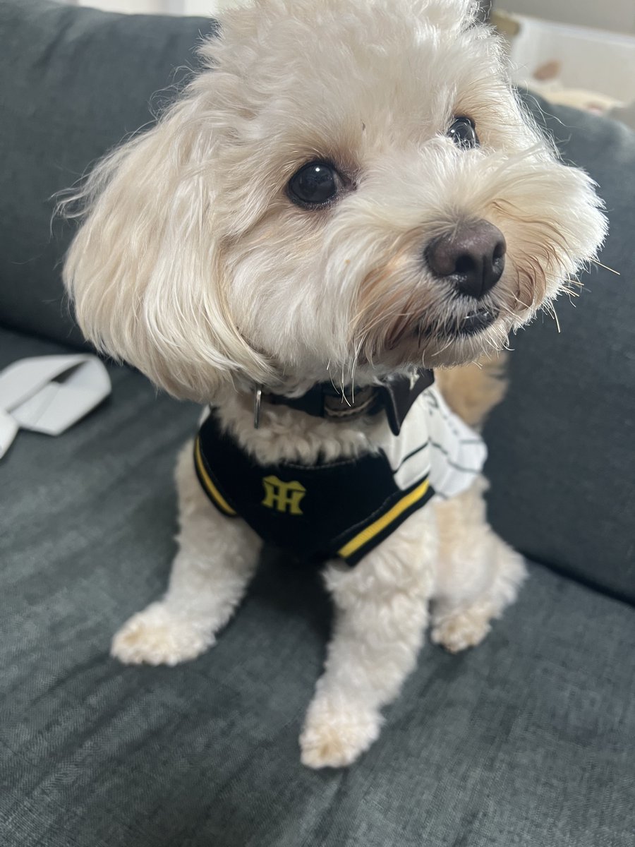 yongakyoto's tweet photo. とらほー犬🐯🐶 https://t.co/xPbmTG5srT