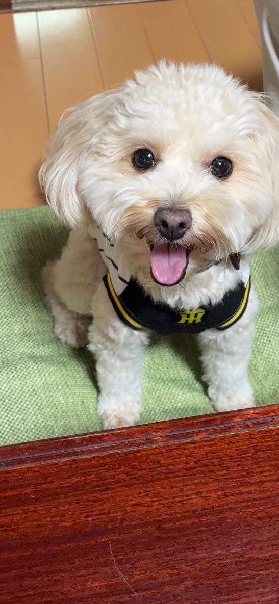 yongakyoto's tweet photo. とらほー犬🐯🐶 https://t.co/xPbmTG5srT