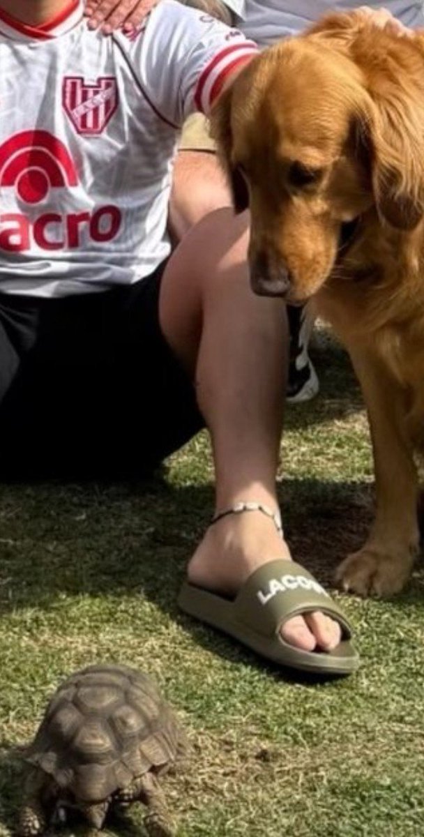 TendenciaRiver's tweet photo. JAJAJAJJAA uno puso que también estuvieron Otamendi y Martínez Quarta 🐢🐕 https://t.co/qtyePG2OiL
