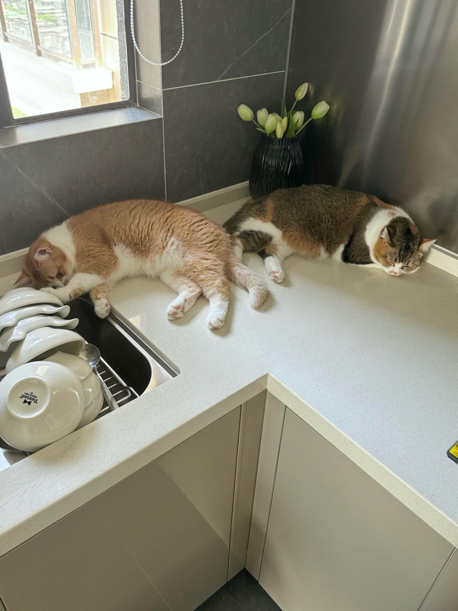 SadieAtleevc's tweet photo. Estaba secando los platos cuando mi gato se acostó encima de la toalla, haciendo imposible terminar. https://t.co/p1Jxmyt2bU