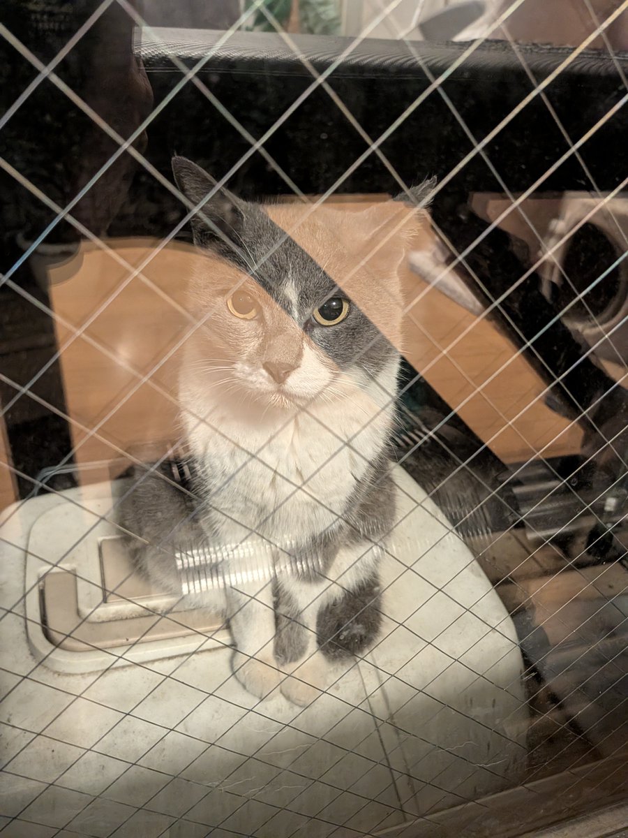 kimucoro1's tweet photo. ไปๆฅใๆณใพใฃใฆใ๏ผ
โ#SakuraCat #EartippedCat #CatsOfJapan https://t.co/uziIgbdu4d