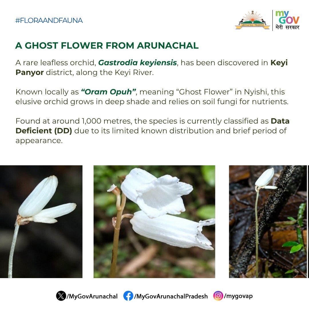 MyGovArunachal's tweet photo. #FloraAndFauna
A rare leafless orchid, Gastrodia keyiensis, has been discovered in Keyi Panyor during a botanical survey along the Keyi River. Kudos to the researchers for this valuable discovery and their efforts to document Arunachal Pradesh’s rich biodiversity.
#NewDiscovery https://t.co/aJsulkAYnN