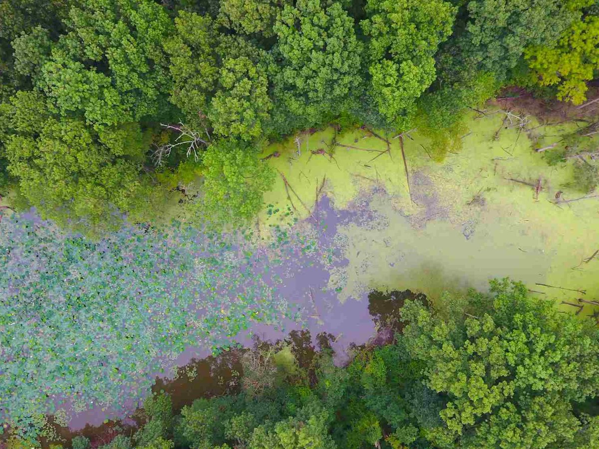ohiodnr's tweet photo. Where Old Woman Creek meets Lake Erie, something cool happens 🌊 

Old Woman Creek NERR is a unique estuary that provides important habitat for fish, birds &amp; other wildlife!

#NationalEstuariesWeek @OhioDivWildlife @OWCnerr 

Learn more: https://t.co/suDwgUL6pn https://t.co/eWrWtclODF