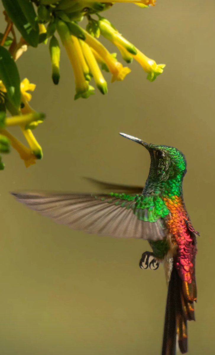 bichoargentum's tweet photo. 🍃Feliz Primavera 🌼 

El colibrí ya encontró sus flores amarillas.
Que bichito tan hipnótico ✨

📷 ph_gabriel_lopez (siganlo en ig) https://t.co/3EYEu1VAsy
