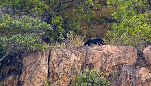 the_hindu's tweet photo. 📷Spotted! 

A black panther was spotted in the Western Ghats of the Coimbatore Forest Range on Monday, September 21, 2026.

Photo: @peri_periasamy https://t.co/Q7MEZfxodn