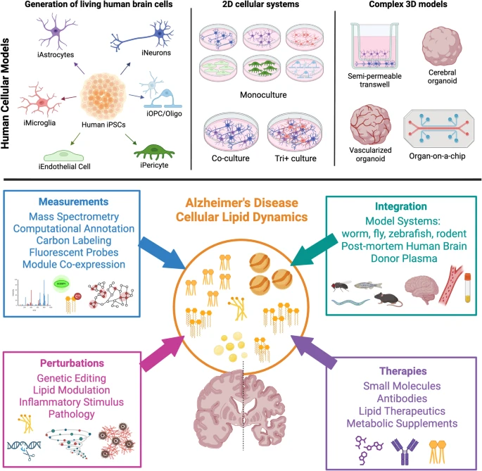 MolNeuro's tweet photo. Human cellular models of the brain to study #lipid homeostasis in #AlzheimersDisease and related dementias
Sarah E. Heuer @Heuerwego, Fasih M. Ahsan, Tracy L. Young-Pearse @YoungPearseLab @BrighamWomens #ipscs
https://t.co/a2gK03L1c7 https://t.co/pu95pUQuN3