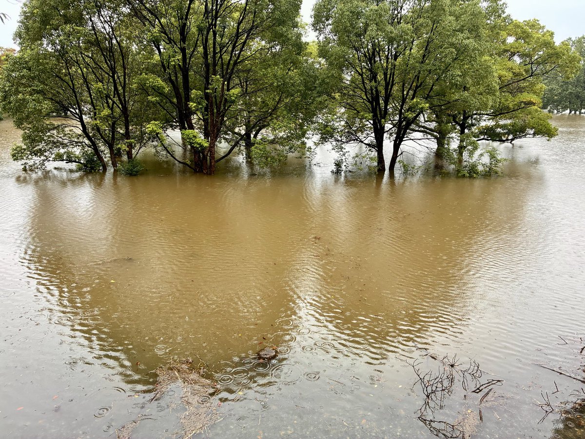 ga_nta_kun5's tweet photo. また､8月の千葉豪雨に続いて危険な台風が千葉県に接近。近所の公園が冠水した。
千葉豪雨の時は､家の前の道は自動車のナンバープレートの高さ位まで冠水した。家に被害はなかったけど。
近所の公園や貯水池に雨水が流れるように整備されているから､うちの地域は助かっている。 https://t.co/DjsXFRtzuf