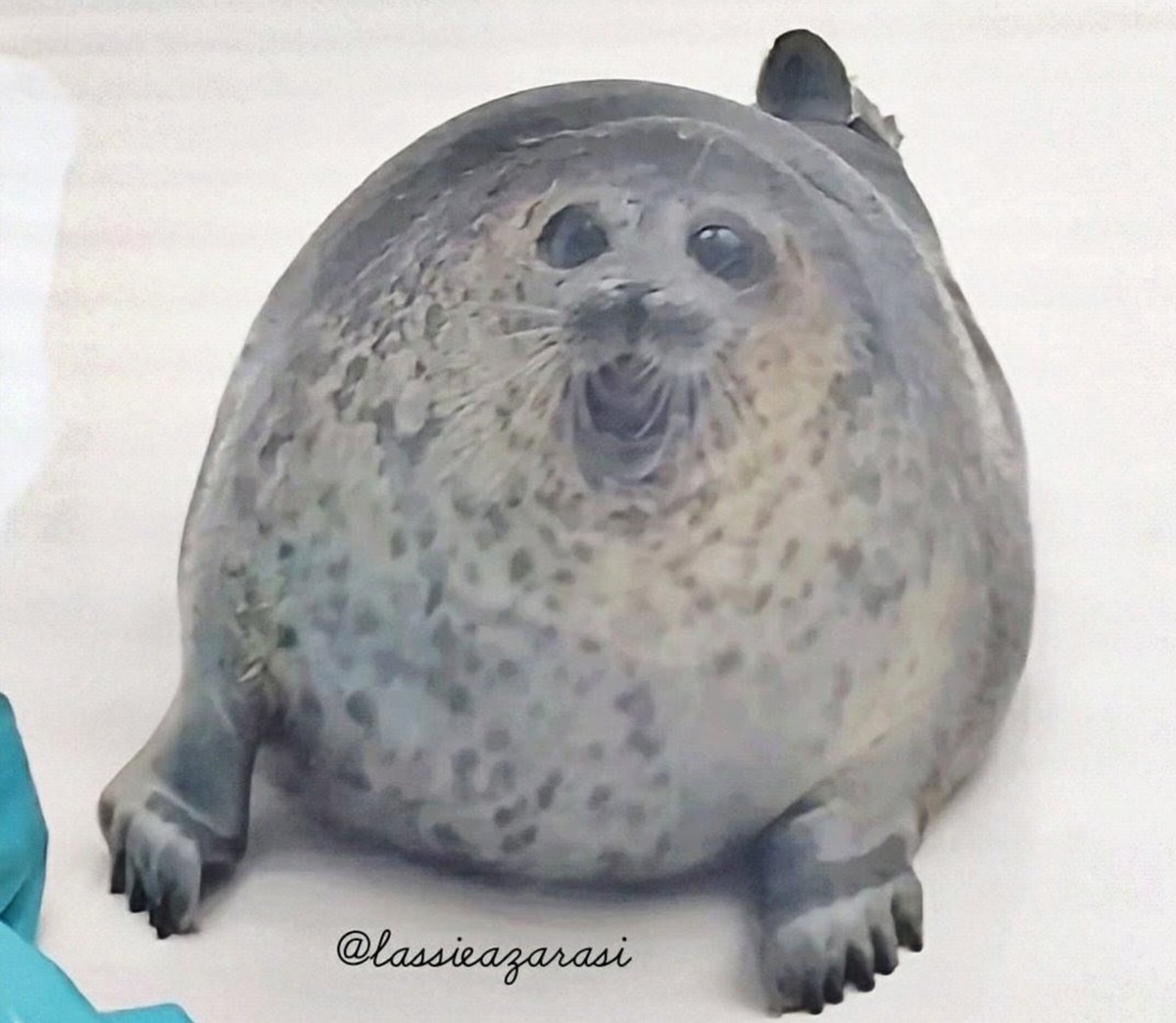 lassie99289125's tweet photo. 海遊館のワモンアザラシ Yuki

ユキちゃん
 #海遊館  #アザラシ  #seal https://t.co/Uy9po2ua3F