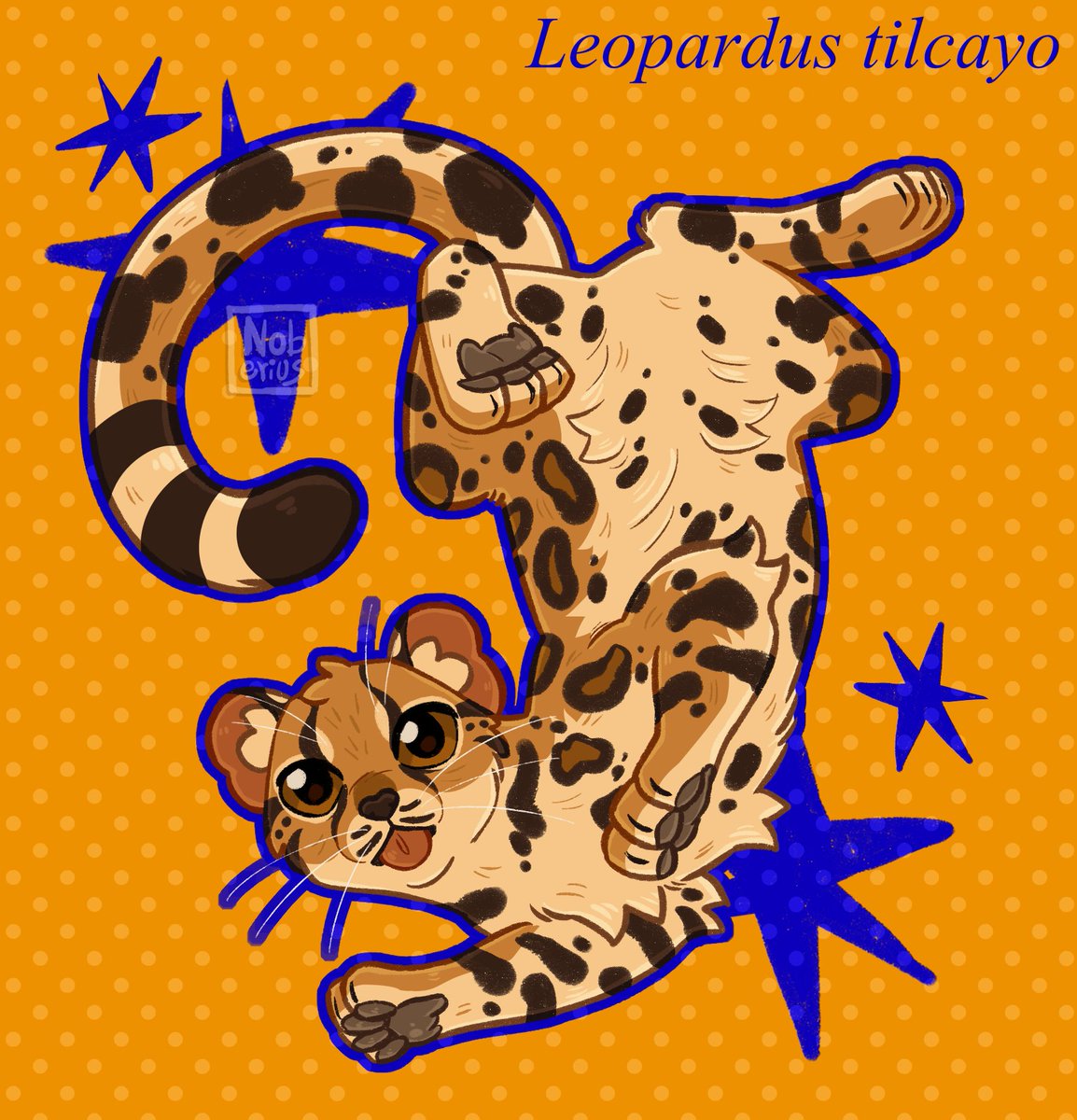 _noberius's tweet photo. NEW CAT JUST DROPPED!!! welcome to the feline list, Leopardus tilcayo :D https://t.co/6hGQHCq9Ti