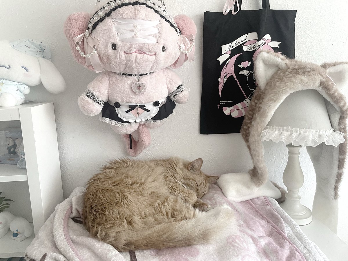 tomie's tweet photo. sleepy boy https://t.co/3d9nR3hfFk