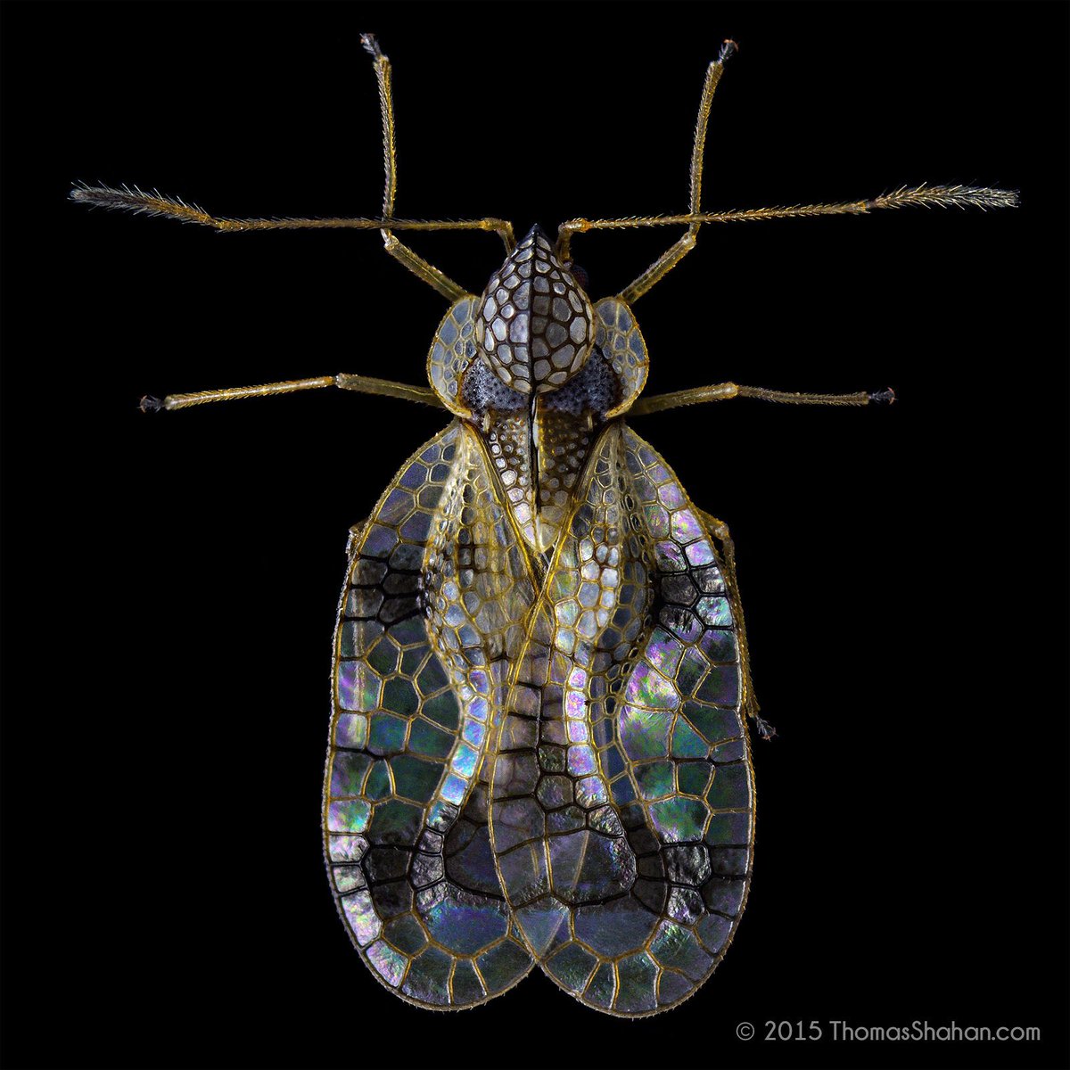 insectsdaily's tweet photo. An incredible insect, such wings!!

Azalea Lace Bug (Stephanitis pyrioides)
Diet: sap from azalea leaves
Region: Oregon
Fun fact: It leaves silvery spots on leaves

Credit: thomasshahan https://t.co/Z6klK9hUV3