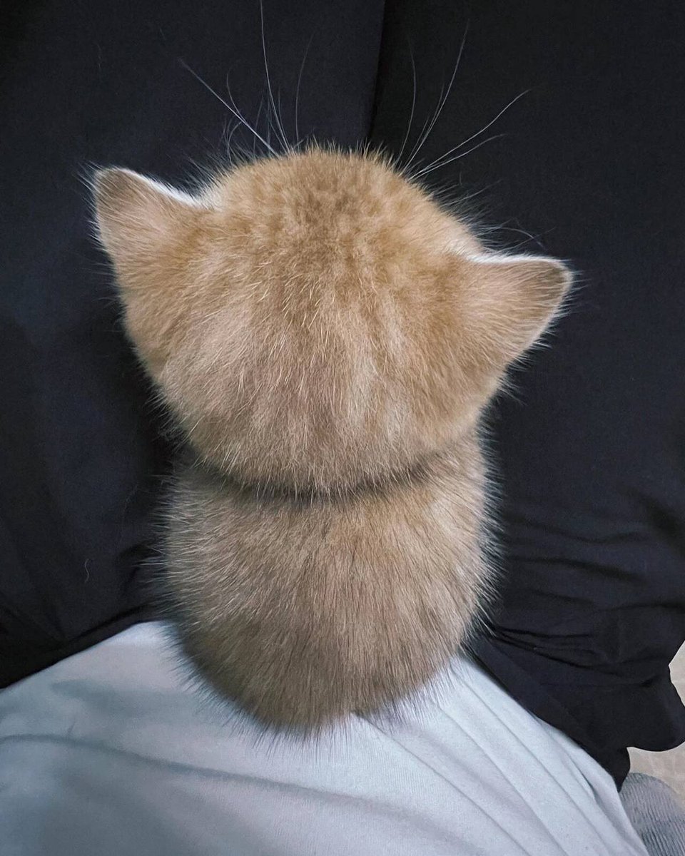 PostofcatsX's tweet photo. https://t.co/y87XVkNbh9