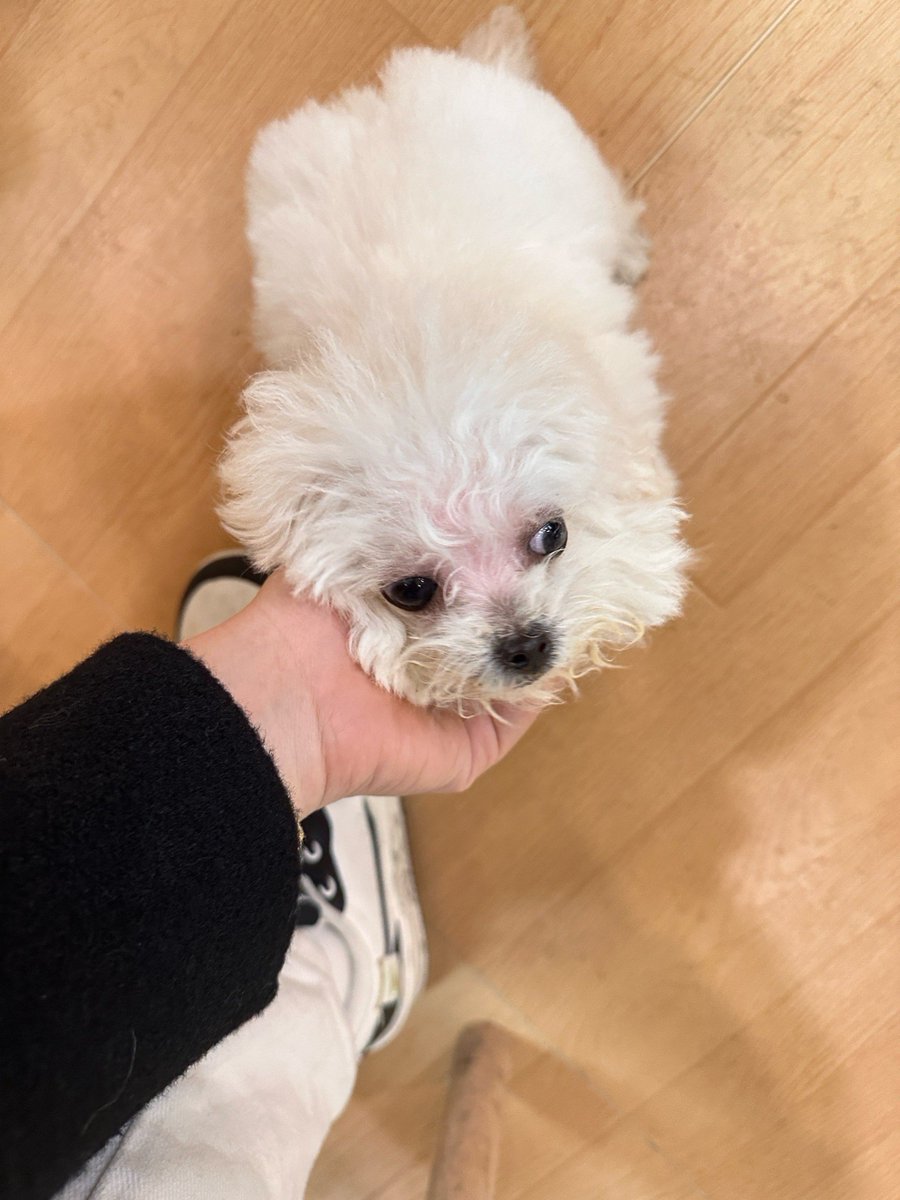 NickoleMorsy's tweet photo. Mi perrito acaba de dar su primer paso, mi corazón se derrite cada día más con este pequeo crecimiento! ， https://t.co/QMgoIkgHmC