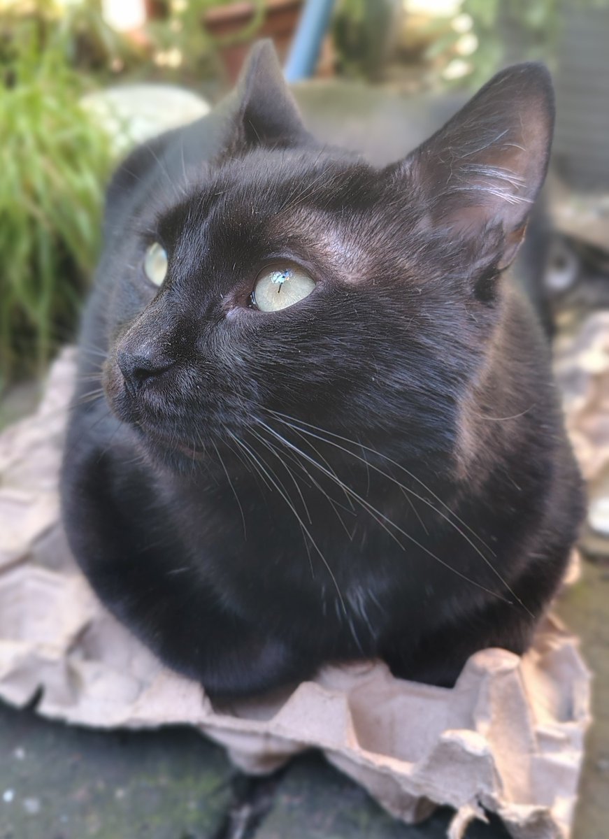 Gloriarf's tweet photo. @horadastrela Mi 🍞 quemado 🐈‍⬛ https://t.co/AhJHn7HhxI