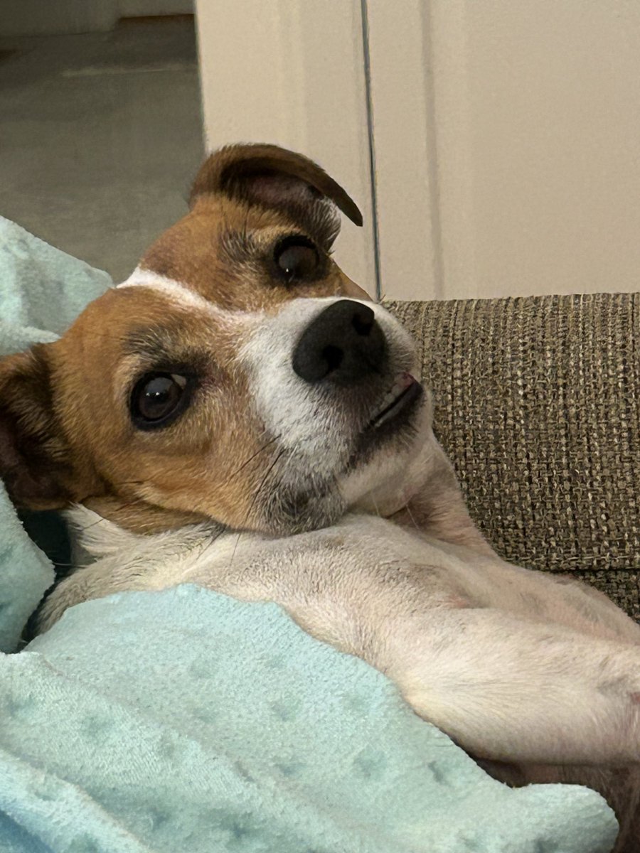 BelleLBear's tweet photo. #MondayMorning #dogsofX #dogsoftwitter #dogs #zshq #GrumpyBabyBea #Teef😣
My face kinda says it all… 😑 https://t.co/PznppubrjC