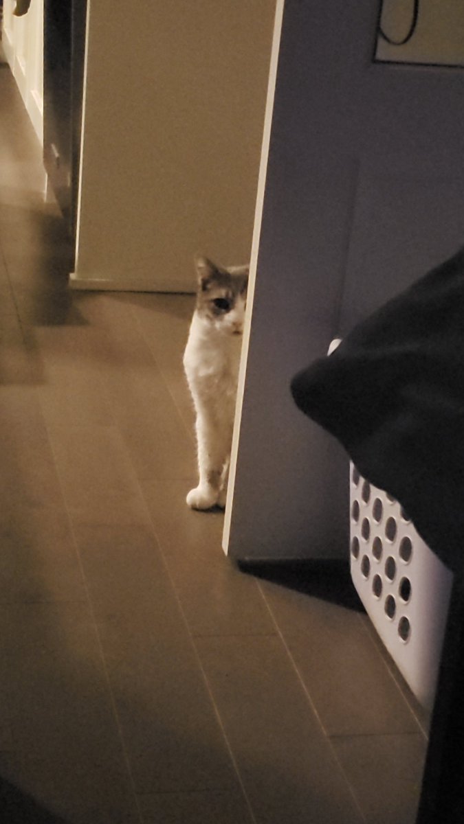 bradihy's tweet photo. jellybean noo💔💔 https://t.co/qxD0HXYex9