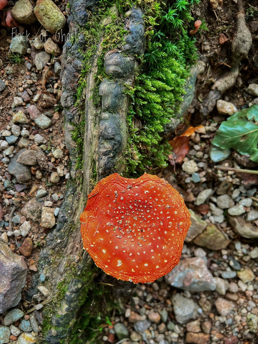FlockofGhosts's tweet photo. Came over all giddy when I came across these beauties on the hike today. I still have a smile on my chops 😇 https://t.co/y2hKFpTgGj