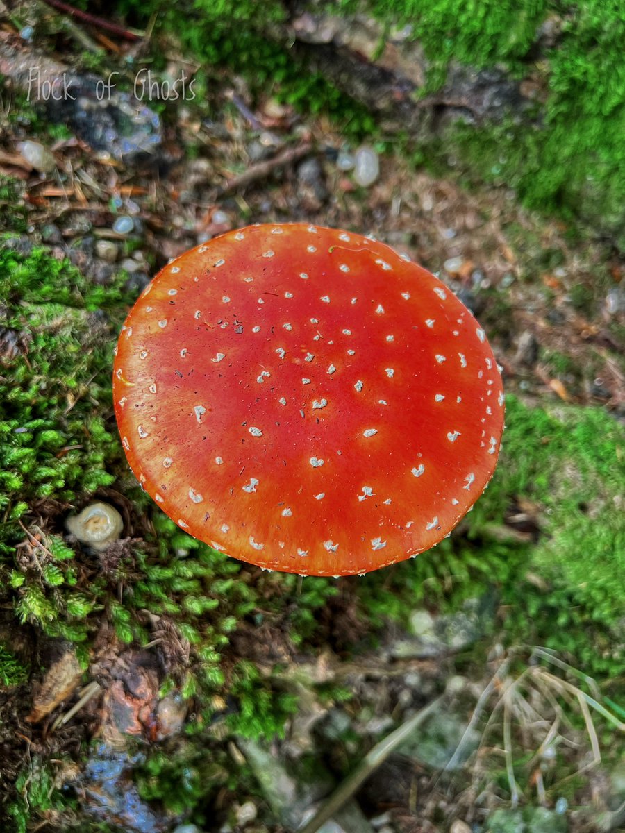 FlockofGhosts's tweet photo. Came over all giddy when I came across these beauties on the hike today. I still have a smile on my chops 😇 https://t.co/y2hKFpTgGj