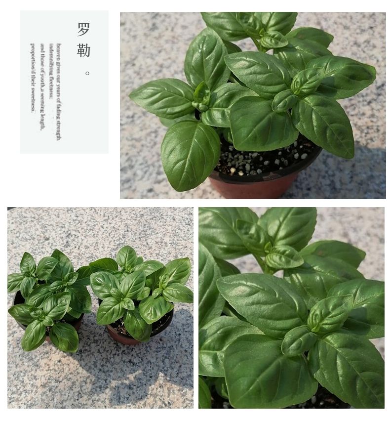 ElfredaFrirpx's tweet photo. My tiny apartment now has a windowsill herb garden—fresh basil for pasta, and small joys make a big difference these days.， https://t.co/o1NS6TqNCX