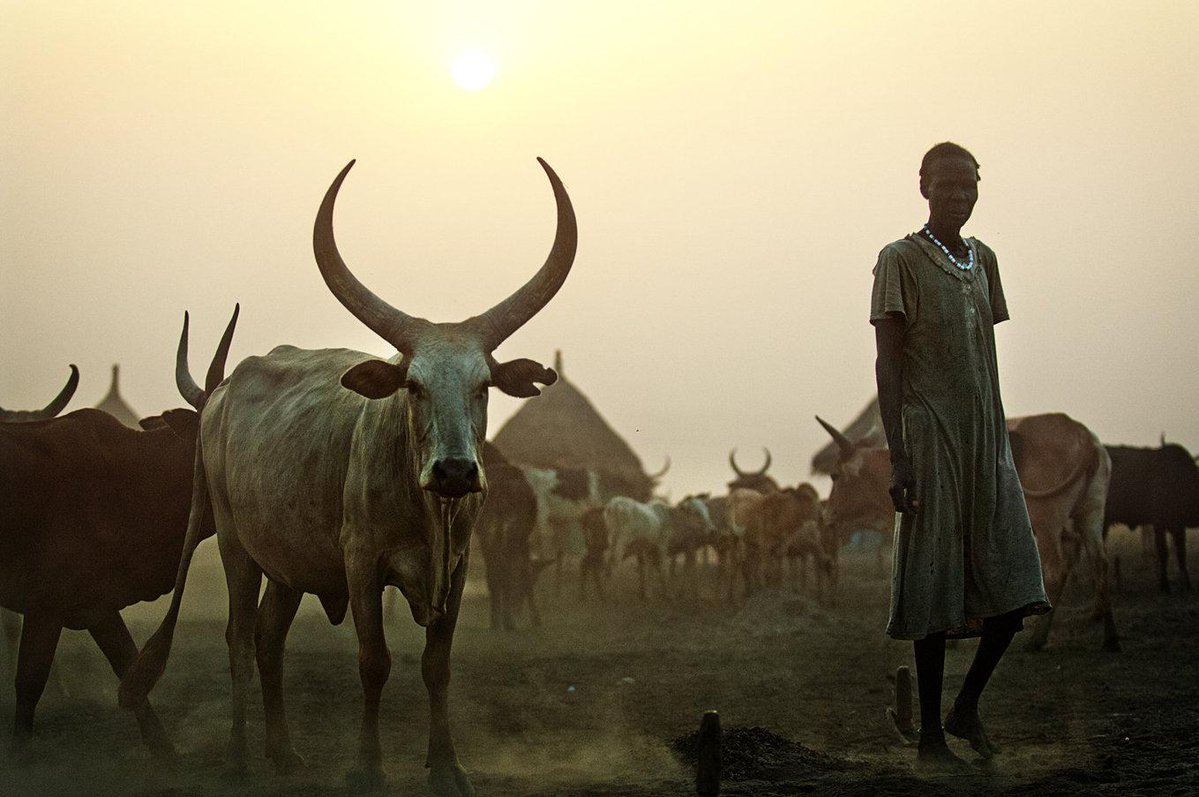Ahmat_MediaTD's tweet photo. Quand on parle du patrimoine tchadien, on pense aux danses, langues ou sites historiques
Notre patrimoine est aussi vivant : le bœuf Kouri en est un bel exemple
Une race emblématique du lac au savoir-faire pastoral méritant d'être mieux connu
#Tchad #LacTchad https://t.co/CKz6zbQscn