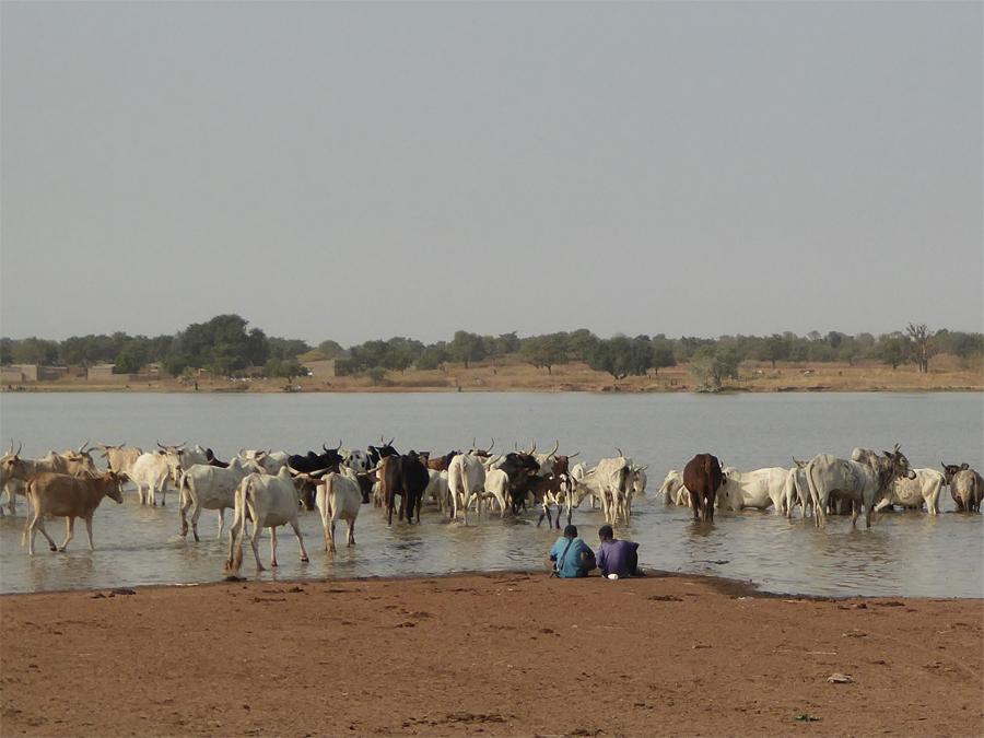 Ahmat_MediaTD's tweet photo. Quand on parle du patrimoine tchadien, on pense aux danses, langues ou sites historiques
Notre patrimoine est aussi vivant : le bœuf Kouri en est un bel exemple
Une race emblématique du lac au savoir-faire pastoral méritant d'être mieux connu
#Tchad #LacTchad https://t.co/CKz6zbQscn