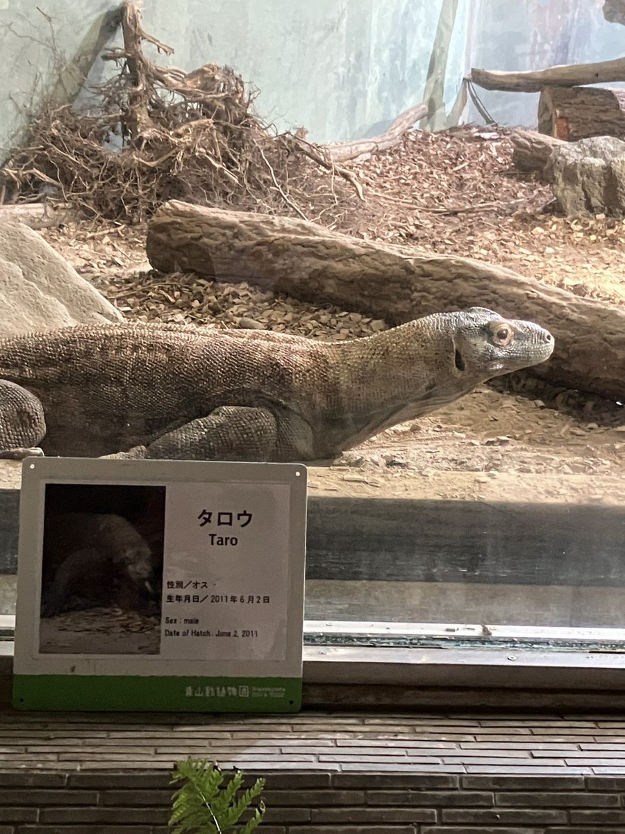 finemolds_news's tweet photo. 昨日は名古屋は東山動物園にて、『蛟龍』を見学してきました。

蛟龍ことコモドドラゴンは、昭和17年、蘭印作戦時に海軍に捕獲されたことがありました。
その個体は日本本土へ連れ帰られ、天覧に供されたそうです。
その際に、蛟龍の名で紹介されたそうです。

爬虫類大好きな私には最高の一時でした🤤 https://t.co/LqRixYu3A1