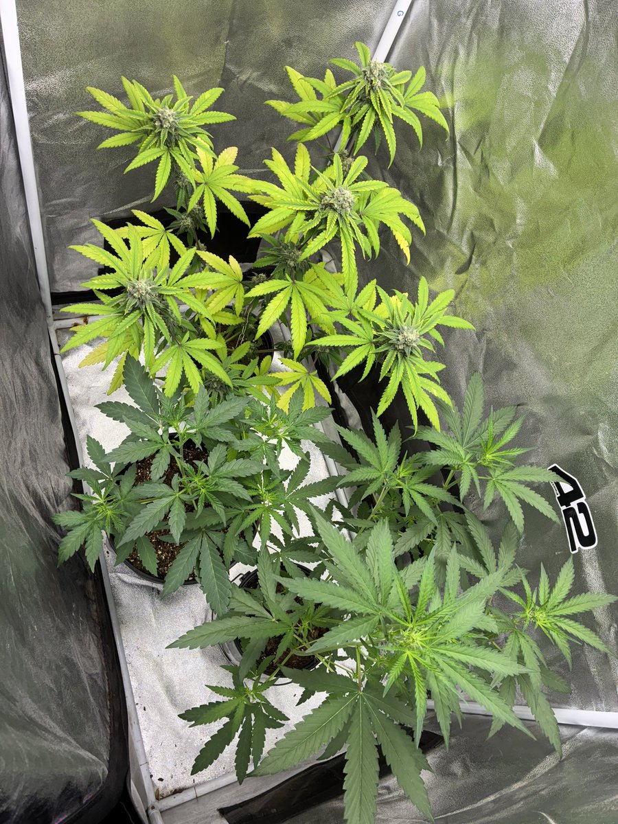 CannabisGoon's tweet photo. 🪴 Cannabis Grow Diary 
Several Strains from @Fast_Buds Genetics, at various stages of growth.
FrostBanger Auto Week 9
GMO Auto Week 3
Pineapple OG Week 4
Under @MarsHydroLight TS600
🔗 Updates to @grow_diaries later today!!!

https://t.co/Q5UUWKCh3R https://t.co/oUnJbu8MMy
