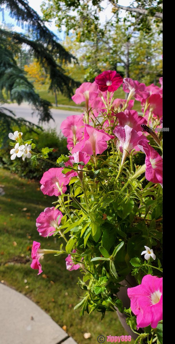 zzippy888's tweet photo. Happy Monday! π
#Petunia #Fall #photography #myplant #bloomscrolling #FlowersonX #FlowesInMonday https://t.co/5o9NAp3MyW