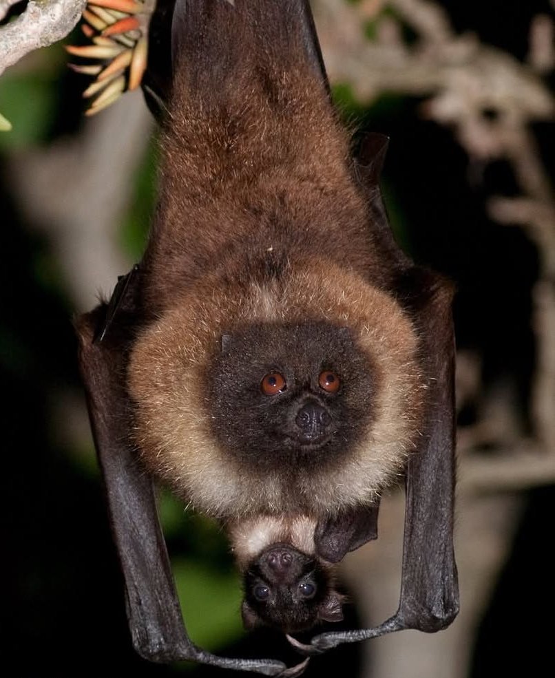 natural77384672's tweet photo. An adult Ryukyu flying fox hanging upside down with a small pup peeking out from its fur It is Listed as vulnerable by the International Union for Conservation of Nature (IUCN) due to habitat loss https://t.co/ugPNri8NDu