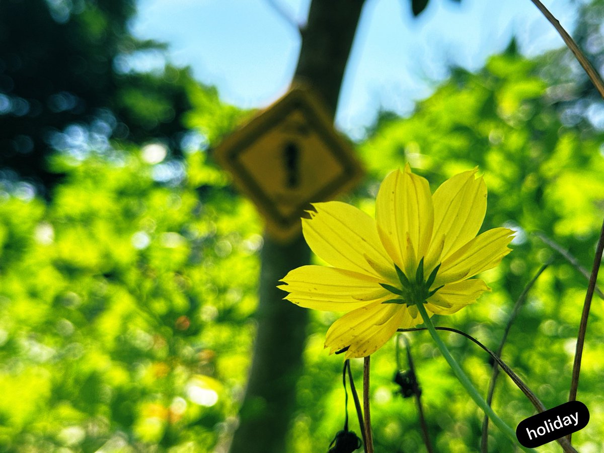 cuntamoo's tweet photo. 秋を感じる風🫧
コスモスを撮る
しあわせな時間⏰
#キリトリセカイ #ファインダー越しの世界 #TLを花でいっぱいにしよう　#FlowerPhotography https://t.co/7HPUlw9Qu2