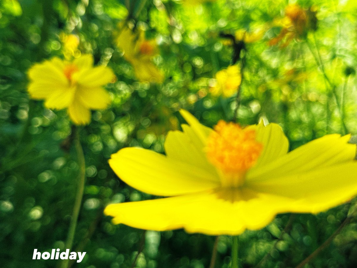 cuntamoo's tweet photo. 秋を感じる風🫧
コスモスを撮る
しあわせな時間⏰
#キリトリセカイ #ファインダー越しの世界 #TLを花でいっぱいにしよう　#FlowerPhotography https://t.co/7HPUlw9Qu2