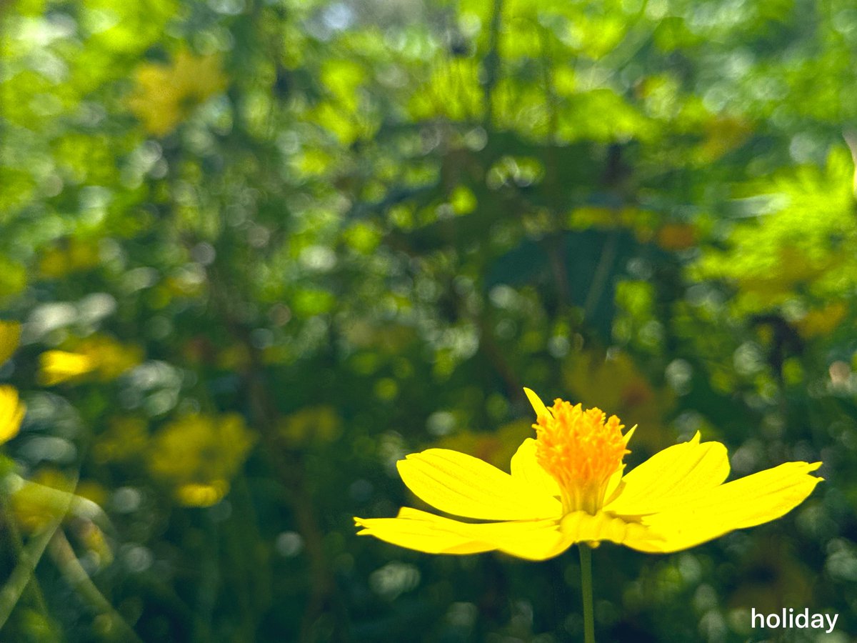 cuntamoo's tweet photo. 秋を感じる風🫧
コスモスを撮る
しあわせな時間⏰
#キリトリセカイ #ファインダー越しの世界 #TLを花でいっぱいにしよう　#FlowerPhotography https://t.co/7HPUlw9Qu2