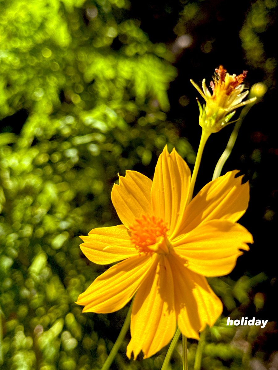 cuntamoo's tweet photo. 秋を感じる風🫧
コスモスを撮る
しあわせな時間⏰
#キリトリセカイ #ファインダー越しの世界 #TLを花でいっぱいにしよう　#FlowerPhotography https://t.co/7HPUlw9Qu2