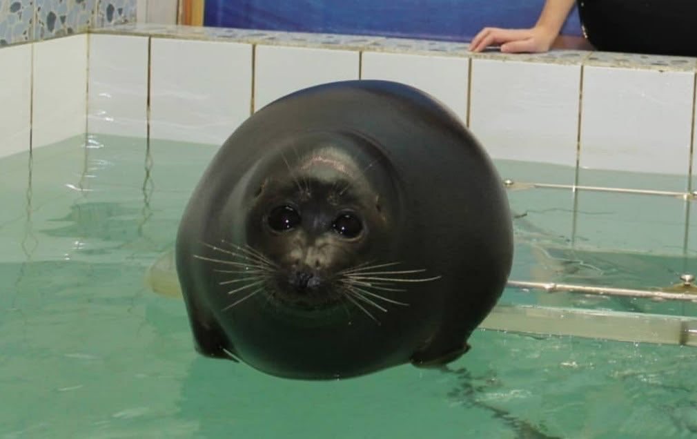 sealnoid's tweet photo. let us all be seals https://t.co/nBlTRfutvJ