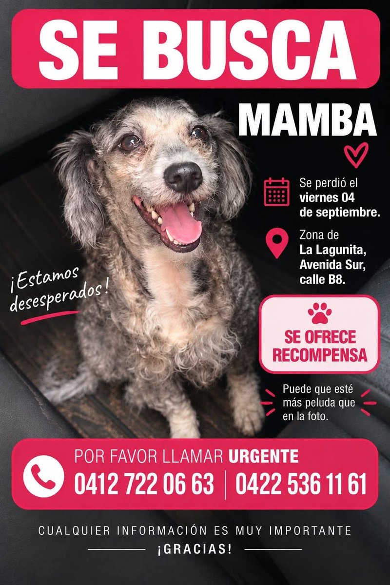 PerroUsuario's tweet photo. Se busca a Mamba en La Lagunita, el Hatillo https://t.co/4jQ80iTSn1