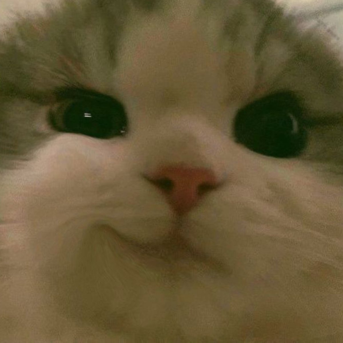 juunsupremacy's tweet photo. 😼 miaw miaw miaw miaw miaw 😼 https://t.co/g9wBRDAxPc
