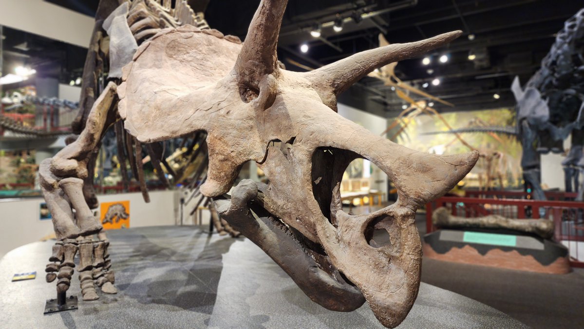 AZMNH's tweet photo. Tomorrow is the date for our next collaboration with @asterarizona, where we'll discuss, "What is a Dinosaur?" The answer may surprise you! This event will be held at the Mesa Downtown Senior Center on Tuesday, September 22, from 10:00 to 11:00 am. RSVP to CBS@asteraz.org or call 480-962-5612. See you there!