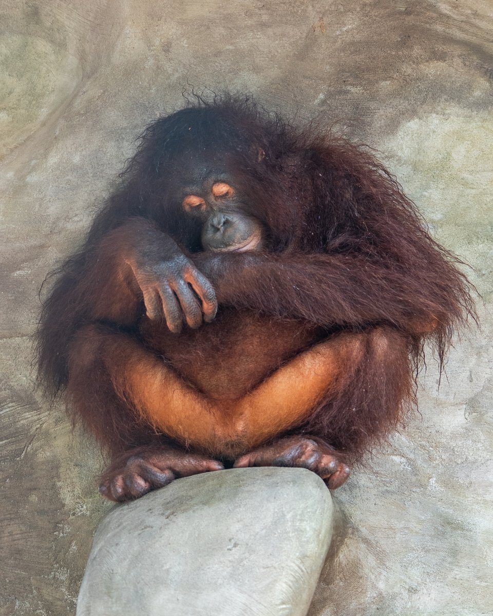 NaplesZoo's tweet photo. Sometimes all you need is a hug to make everything a little better. ❤️ Sweet Kapok spotted Dira sitting up on the rock, climbed up to give her a big hug, and then went  back to swinging through the habitat. https://t.co/lIFHmza7uf