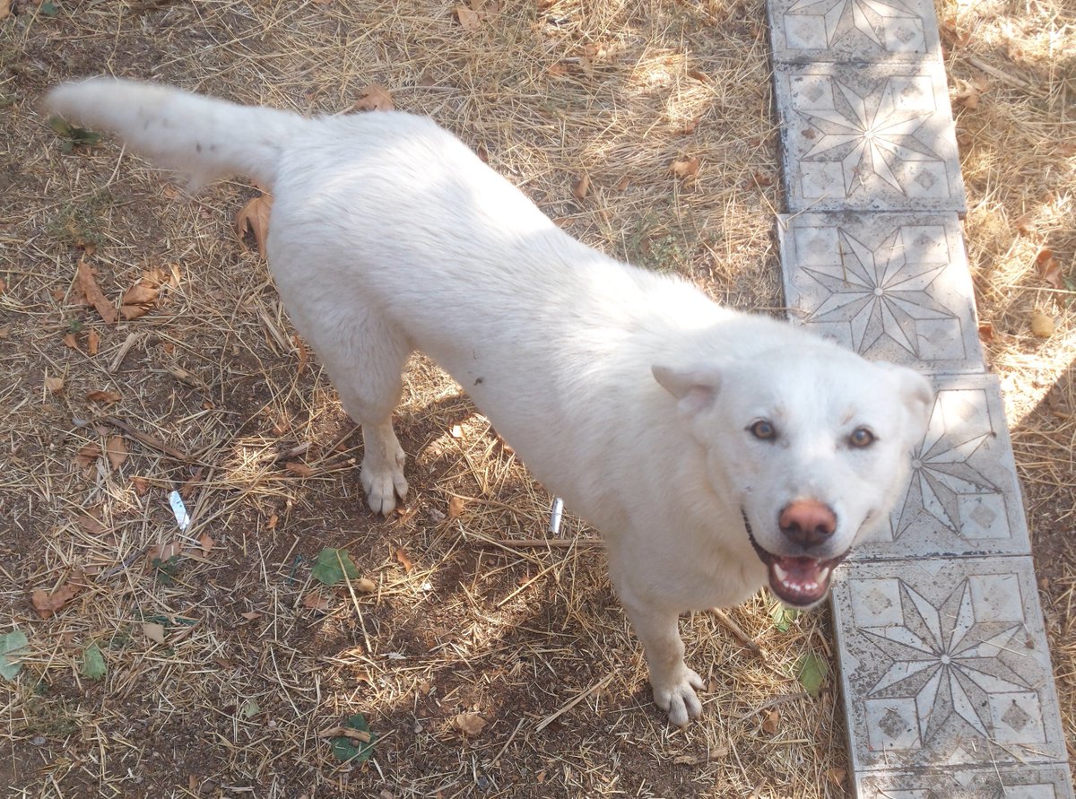 minkominkom's tweet photo. Barınaktan çıkardığımız 6 cins köpeğe en fazla 20 gün içinde yuva bulduk öncesinde yazanların çoğuna da şartları sebebiyle kusura bakmayın dedik. Hele çıkardığımız bir köpeğe ilan bile açamadık havada kaptılar. Barınaktan çıkan çocukların yuva bulmasından çok memnunum burada bir sorun yok zaten bunu biliyorsunuzdur.

Miso'yu bir haftadır paylaşıyorum o da biz korumaya almasak 1-2 güne barınağa düşecekti. Dünya tatlısı kısır bebe. Sadece cins değil. Halini hatırını huyunu suyunu soran bir kişi bile yok. Mutlaka eninde sonunda yuva bulacağız ortada bıraktığımız tek bir canlı olmadı şimdiye kadar ama bir hayvanın cins olup olmamasının talebine etkisi beni hakikaten çok üzüyor.

Şunun güzelliğine bir bakın Allah aşkına ya...