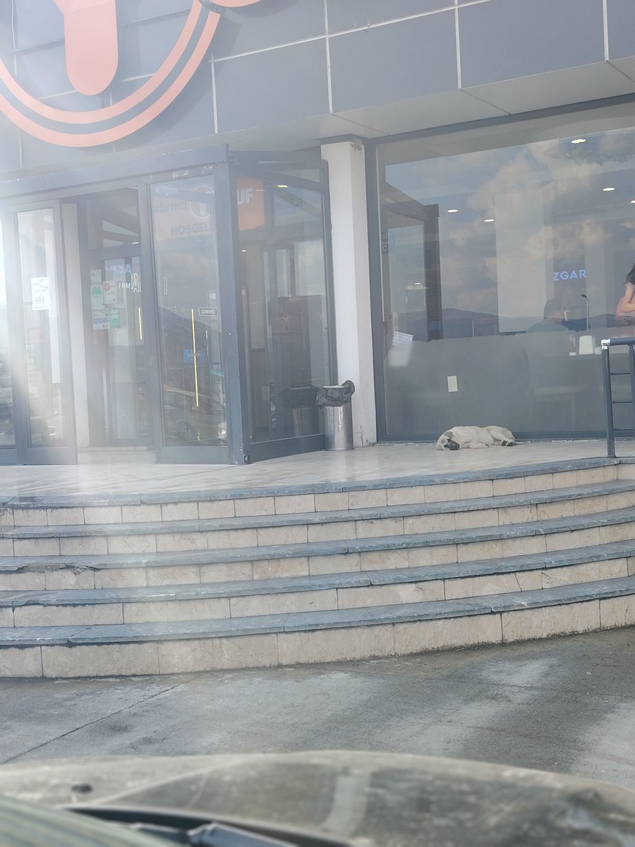marble35izmir's tweet photo. Şehirlerarası yolculuk yaparken @kofteciyusuftr önünde yatan açlıktan karnı sırtına yapışmış bu köpeği görünce durdum. İçeri gidip yemek artıkları olup olmadığını sordum eğer dışarıda ki köpek için soruyorsanız müdür beslemeye izin vermiyor dediler.

Hayvanın kapısında duranına “köpek”, vitrinde satılanına “et” diyorsanız, orda türcülük ve çıkar vardır. 
Hayvanların bedenlerini satıp para kazanıyor, ama kapınızın önünde yaşayan bir köpeğe bir lokmayı çok görüyorsunuz.Bu yalnızca merhametsizlik değil hayvanı yalnızca insana ekonomik fayda sağladığı sürece değerli gören bir zihniyettir.