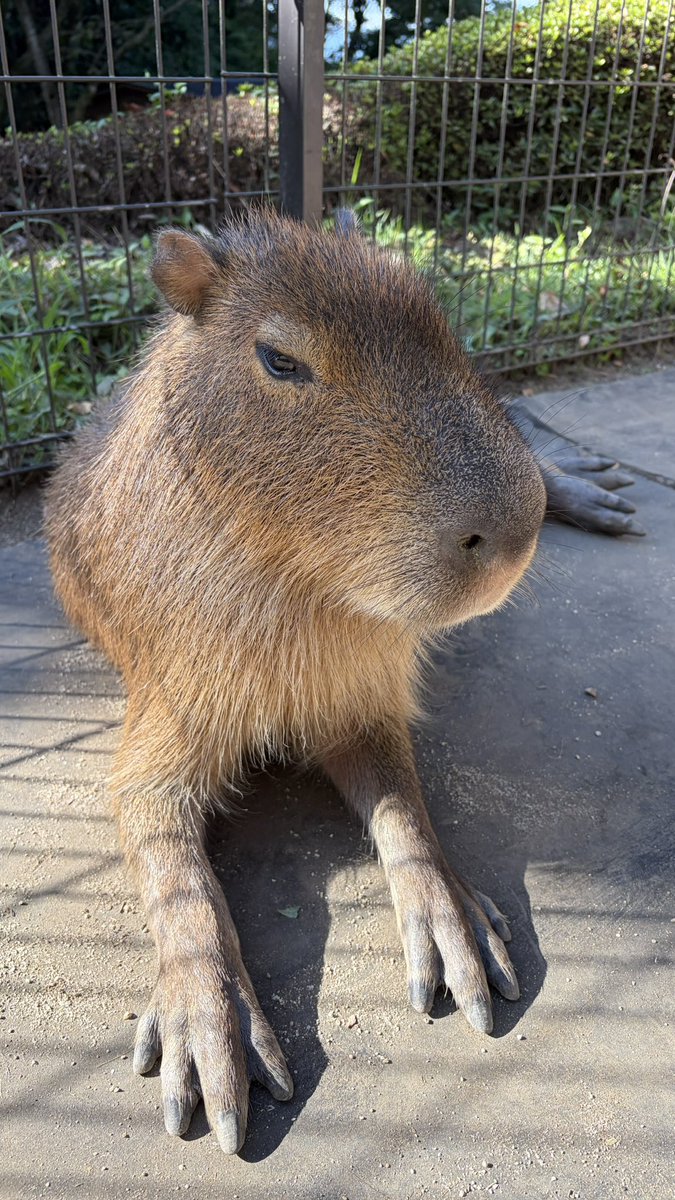 ls_lat's tweet photo. 動物お触りし放題だった https://t.co/7acocHp9DP