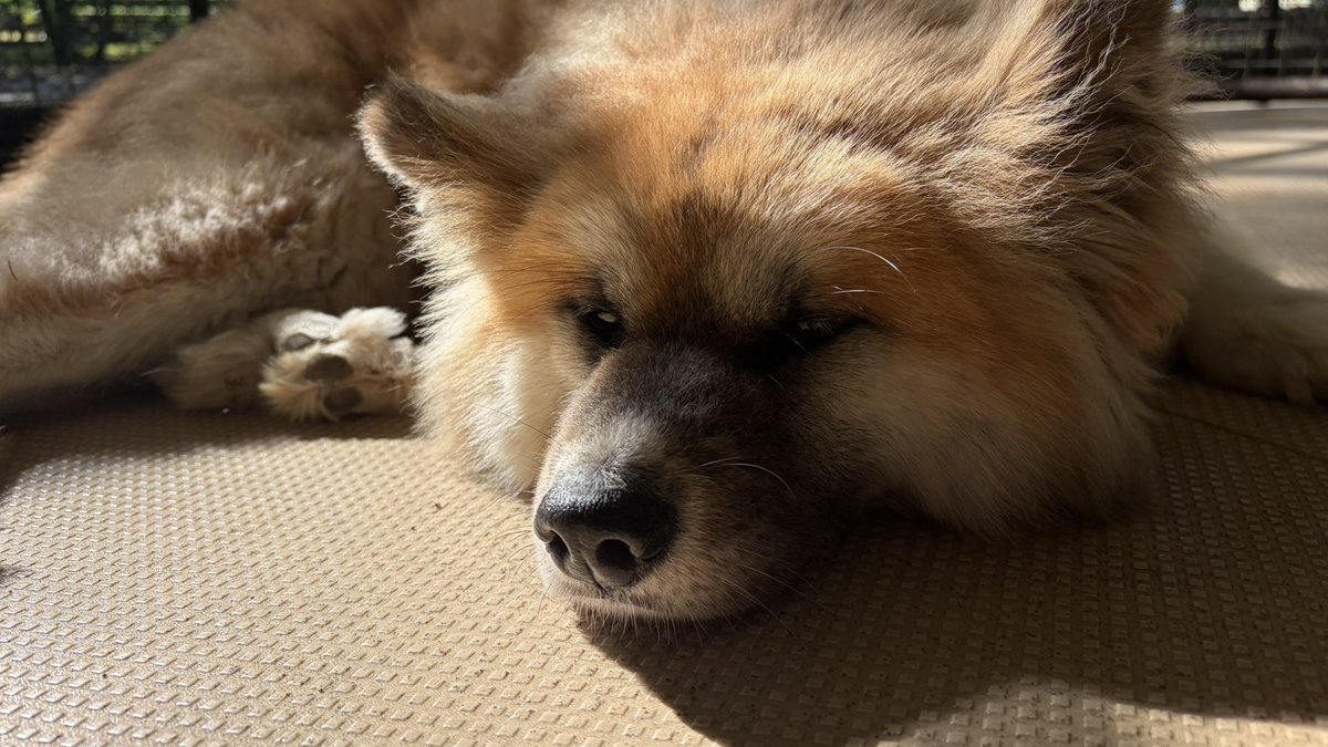 ls_lat's tweet photo. 動物お触りし放題だった https://t.co/7acocHp9DP