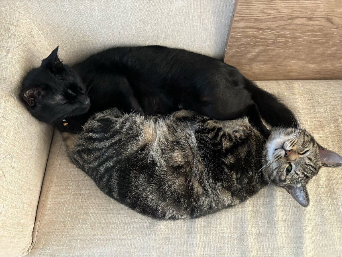 K_sky4t's tweet photo. #全クリエイターに告ぐ猫の作品を解放せよ 
なんだぁこの俺のためにあるようなタグは https://t.co/WMTIcdBWHF