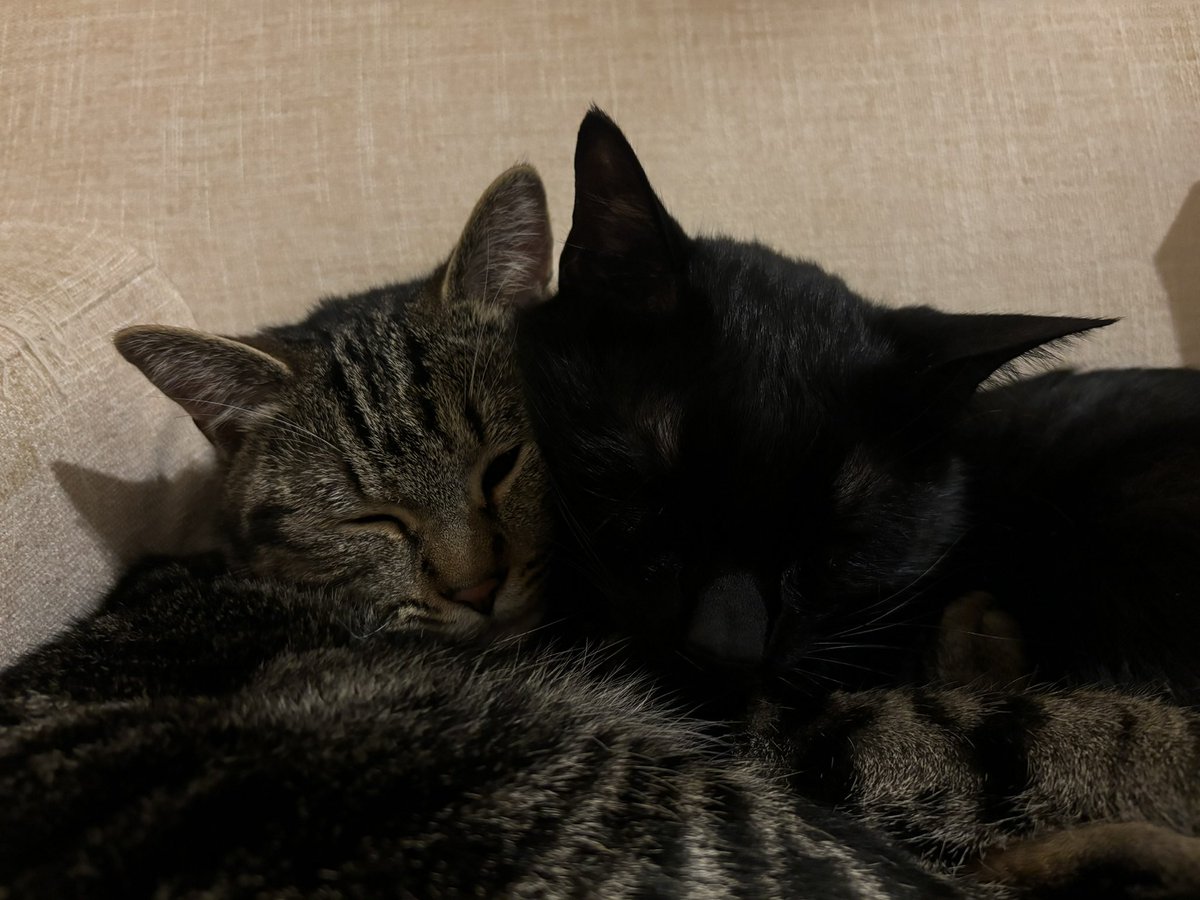 K_sky4t's tweet photo. #全クリエイターに告ぐ猫の作品を解放せよ 
なんだぁこの俺のためにあるようなタグは https://t.co/WMTIcdBWHF