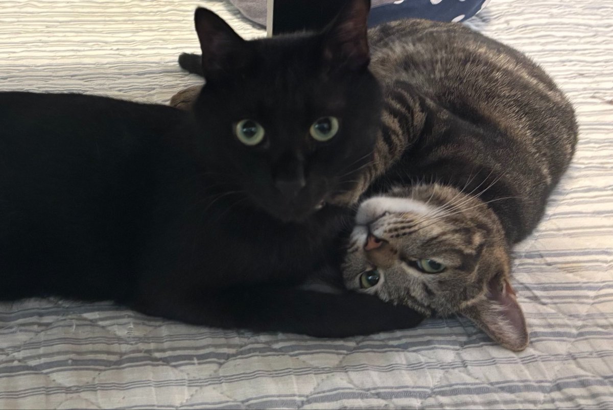 K_sky4t's tweet photo. #全クリエイターに告ぐ猫の作品を解放せよ 
なんだぁこの俺のためにあるようなタグは https://t.co/WMTIcdBWHF