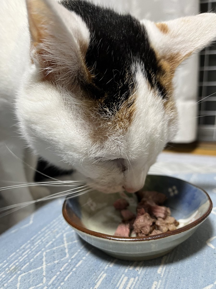 achin116's tweet photo. 1日中大雨
たくさん寝てステーキ食べたよ
特別特別☺️

#猫のいる暮らし https://t.co/XXunUeSDg5