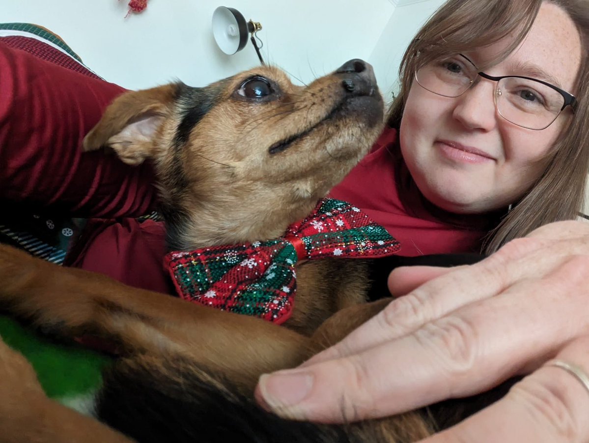 kstatespanish's tweet photo. Feliz lunes! We're continuing our pet features this week, featuring Dr. Hale's dog Laika, a stylish little chihuahua mini-pinscher mix who loves sweaters and bow ties! https://t.co/jL3oU04XoS